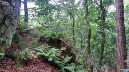 A thick green path.jpeg