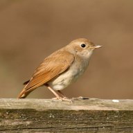 Nightingale