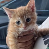 gingerkitten